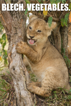 Domestic cats are actually largely carnivorous, so when their mothers ...