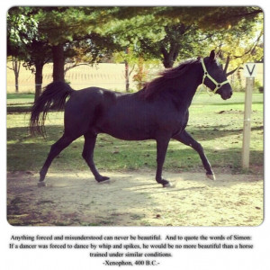 Morgan horse and quote