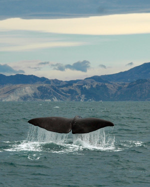 Whales in the Southern Ocean can swim in peace for now, after the ...