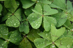 ... -515824-green-spring-background-withm-leaves-and-water-drops.jpg
