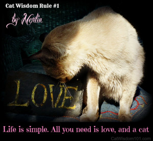 Merlin’s # 1 Rule for Cats and Humans