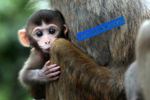 baby rhesus macaque monkey looks out from the arms of its mother in ...