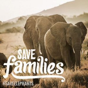 Join the Herd! Help TNC save Elephants!