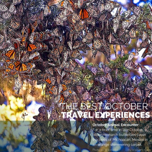 Monarch Butterfly Migration Mexico