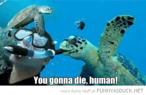 sea turtle blowing divers snorkel animal die human funny pics pictures ...