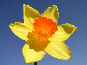 Facts about Daffodils