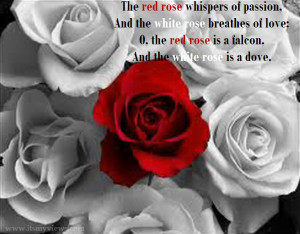 is beautiful red and white rose picture with love quote