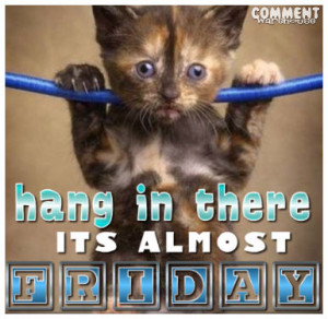 hang in there its almost friday cute kitten