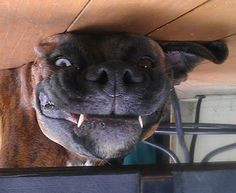 Cute Boxer Dog Sayings Funny boxer dog