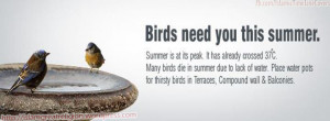 Quotes birds need you this summer_timeline cover picture in Beautiful ...