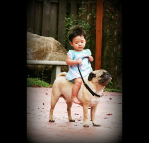 Funny Quotes Baby Pugs Jpg 500 X 346 30 Kb Jpeg