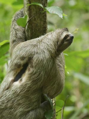 Apology sloth #4