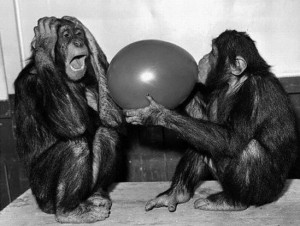 fun-funny-funny-animals-komik-Balloon-black-white-scream-amusing-apes ...