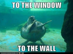 ... : Funny Pictures // Tags: Funny dancing sea turtle // March, 2013