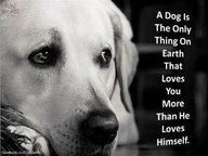 ... Best Friends, Quotes, Pets, So True, Fur Baby, Furries Friends, Animal