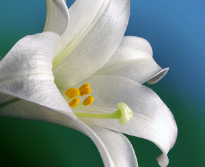 The Significance Of Easter Lilies And Other Blooms