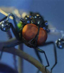 mooch franchise g force