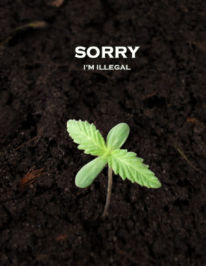 Sorry, I’m Illegal [pic] / I Love Weed