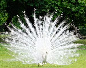 Funny photos funny albino peacock beautiful feathers