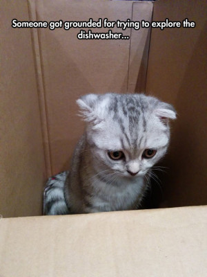 funny-box-cat-grounded-sad-face
