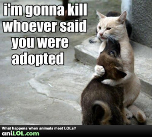 Funny animal pictures at Anilol