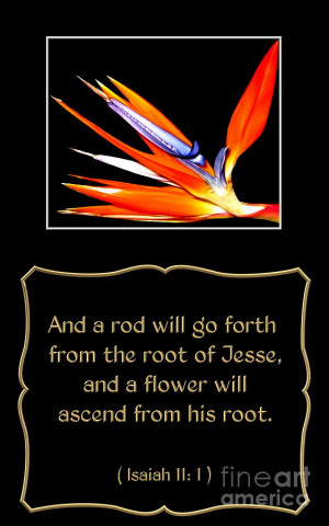 Bird Of Paradise Flower With Bible Quote From Isaiah Photograph
