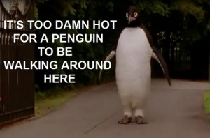 It’s too hot for a penguin to just be walking around