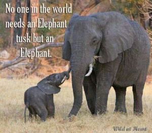 Elephants are amazing.