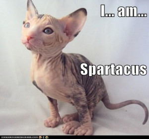 Funny Hairless Cat Pictures