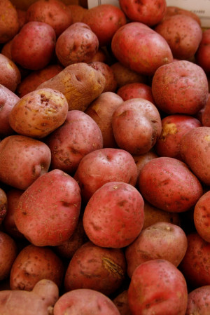 Red new potatoes, Rolling Meadows Farm