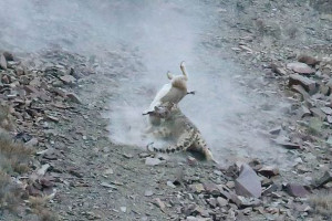 Wildlife Snow Leopards Fashion Victims Conservation Endangered