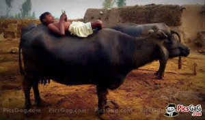 Village Desi Life Humorous Picture and This Desi Village Funny Life ...