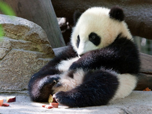 Cute Baby Panda Pictures