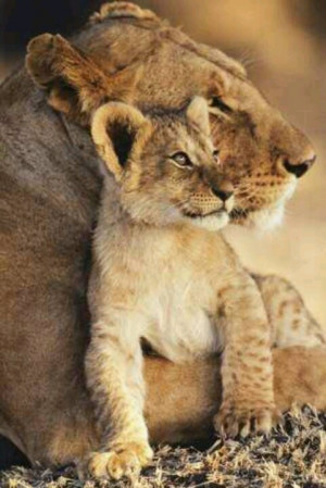 Lion mother & her cub lions