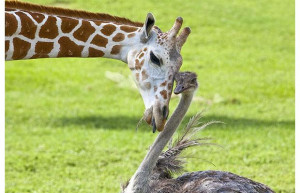 Bea, a three-year-old giraffe, and Wilma, an ostrich, have become the ...