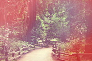 Buddha Quotes The Stellar Blog