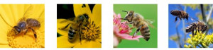 Bee Pollen Health