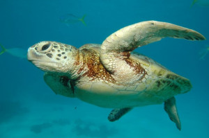 ... , Queensland Australia, Amazing Animal, Greatbarrierreef, Sea Turtles