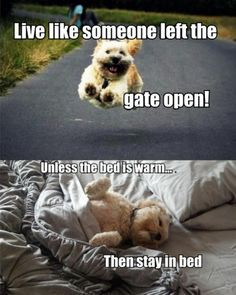 Funny dog quotes ...For more humor dogs and hilarious animal memes ...