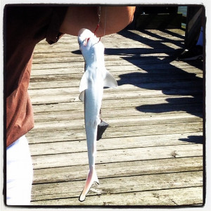 Had jaws on the line today. Let him live to swim another day. #fishing ...