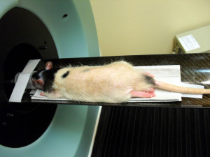 Animal research provides a flawed model, so why not stop?