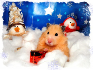 The Twelve Days of Christmas - Hamster Style!