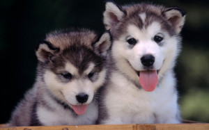 image description for cute husky puppies wallpaper cute husky puppies ...