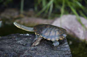 snake necked turtle