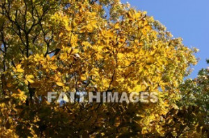 tree, tree, golden, autumn, fall, season, harvest, foliage, grown ...
