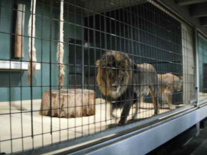 Lions pacing in the indoor cage at the Berlin Zoo