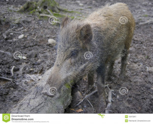 Boar Illustrations And Clipart