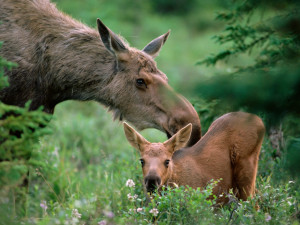 mother-moose-with-calf-boreal-forest-alaska-pictures