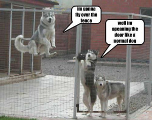 Smart Dogs Open Doors
