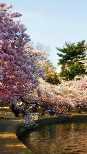 Cherry Blossoms Park, Washington, Dc, United States